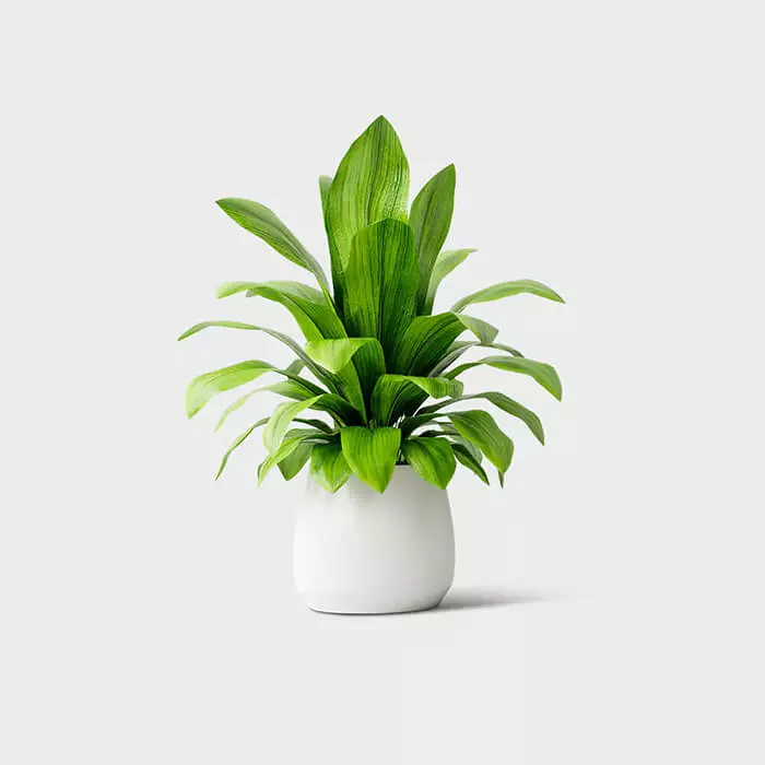 Plant