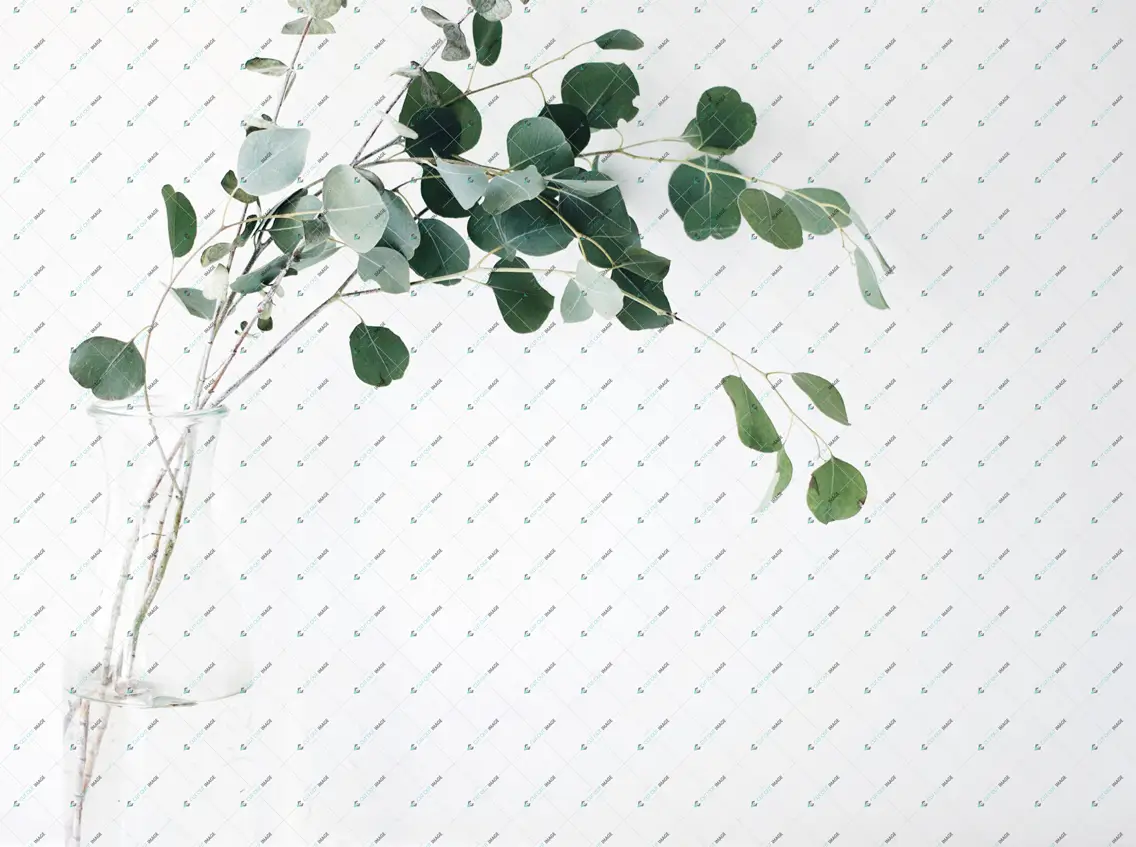 White Background Aesthetic tree