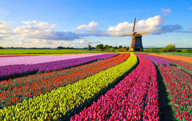 Frame the Flower Fields