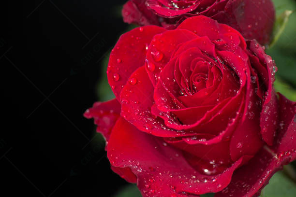 Water Droplets on Flower