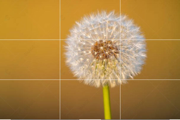 Rule of Thirds in Photography