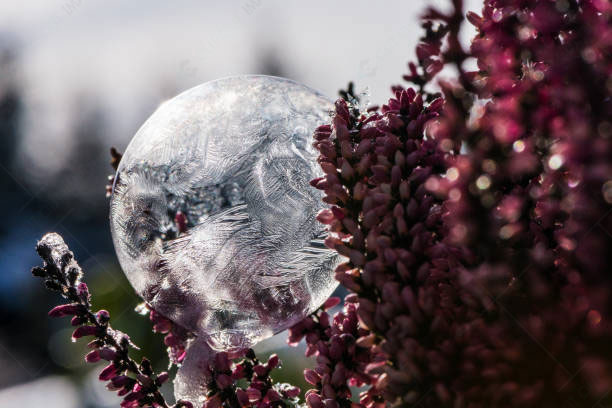 Photoshoot the Freeze Soap Bubble