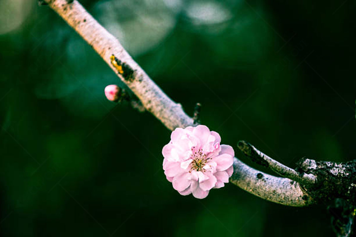 Cherry Blossoms Backgrounds