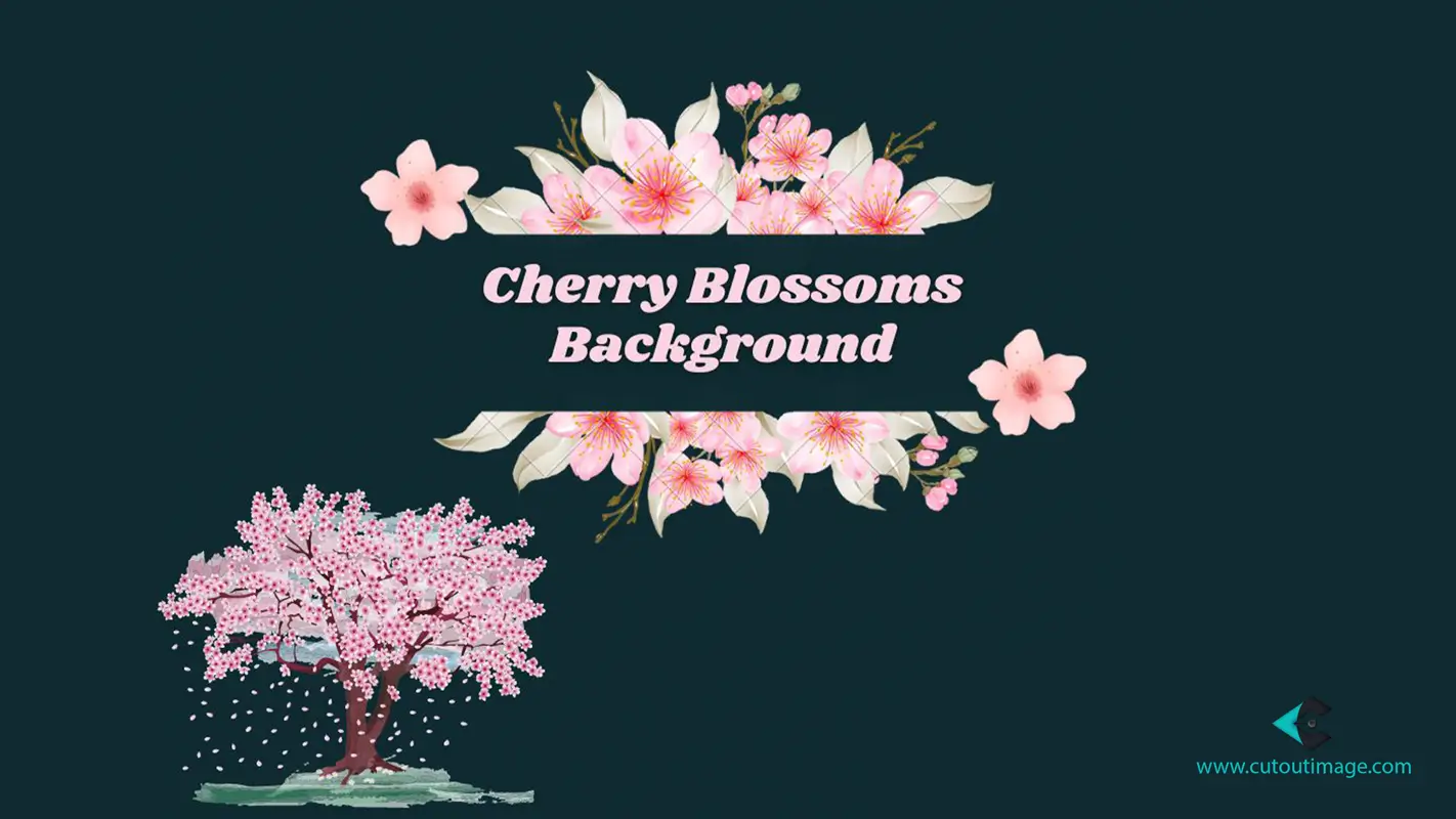 Cherry Blossoms Background