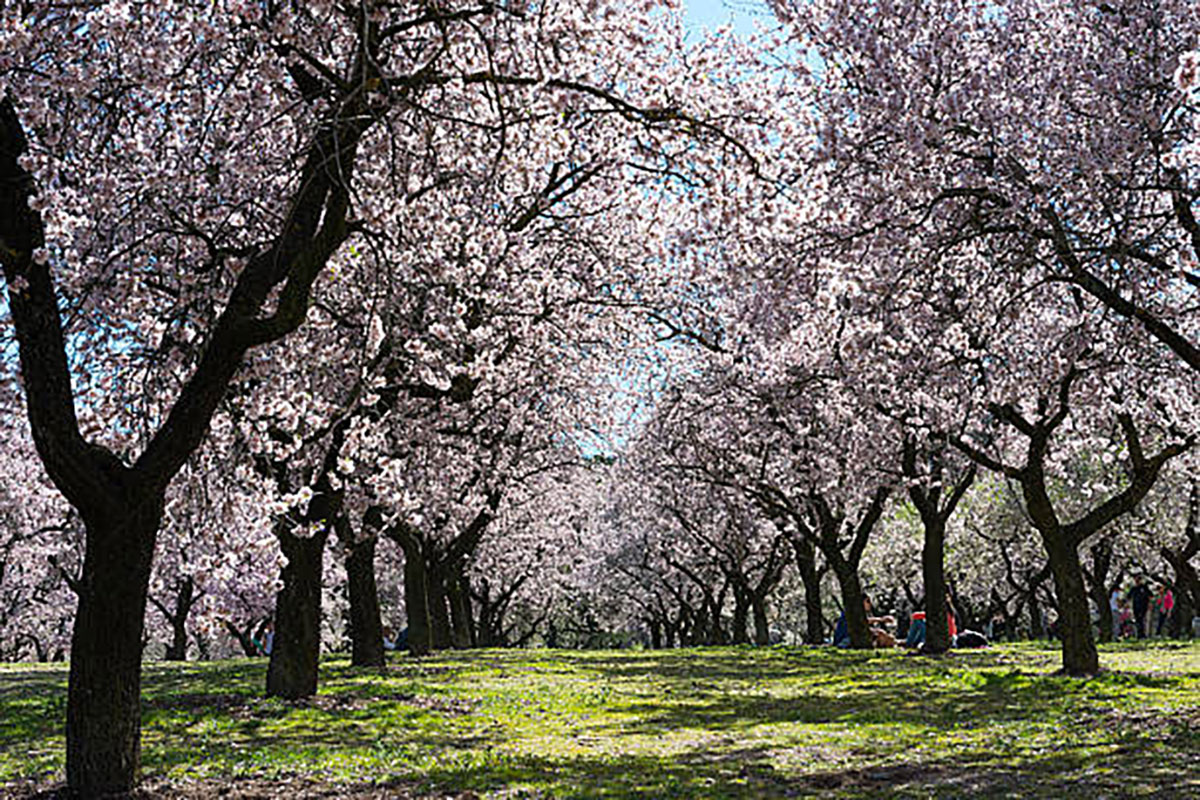 Cherry Blossoms Backgrounds Photography Ideas