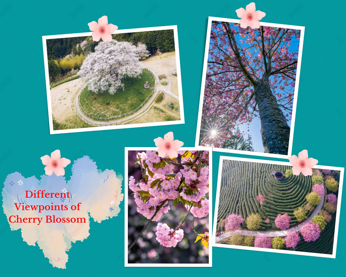 Cherry Blossoms Backgrounds Photography Ideas