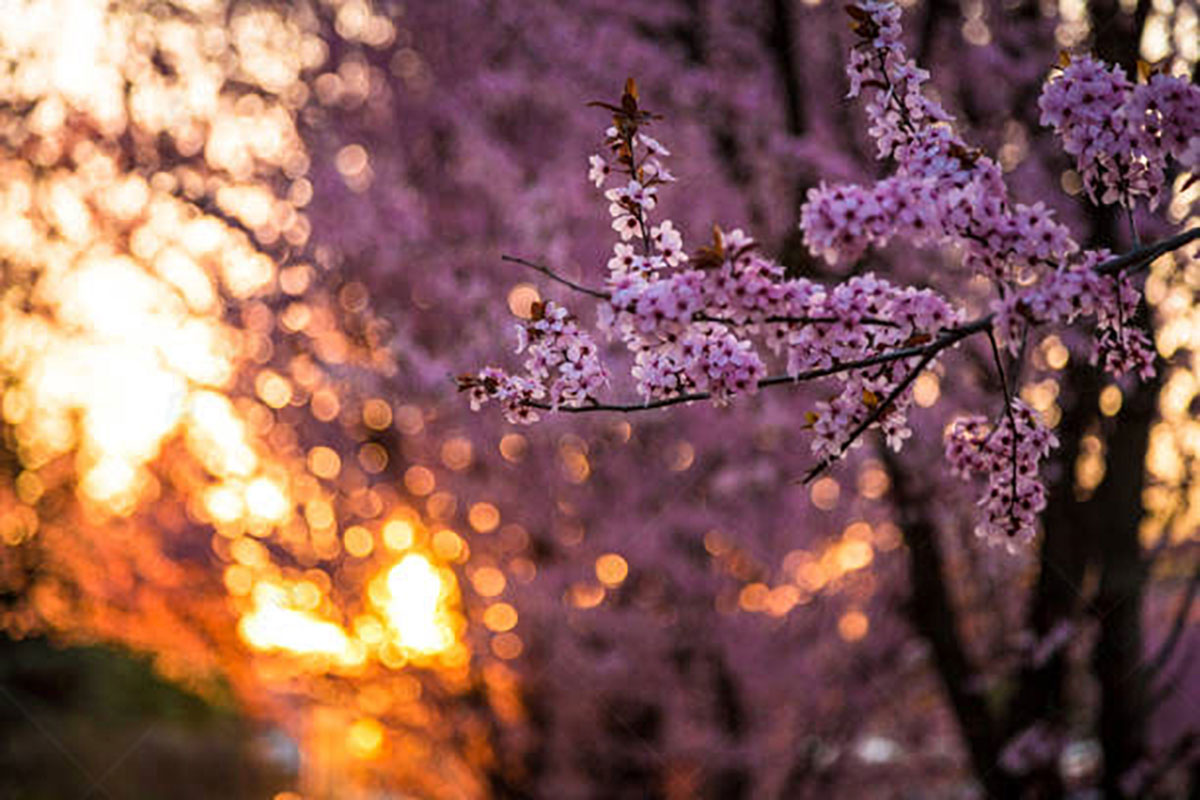 Cherry Blossoms Backgrounds