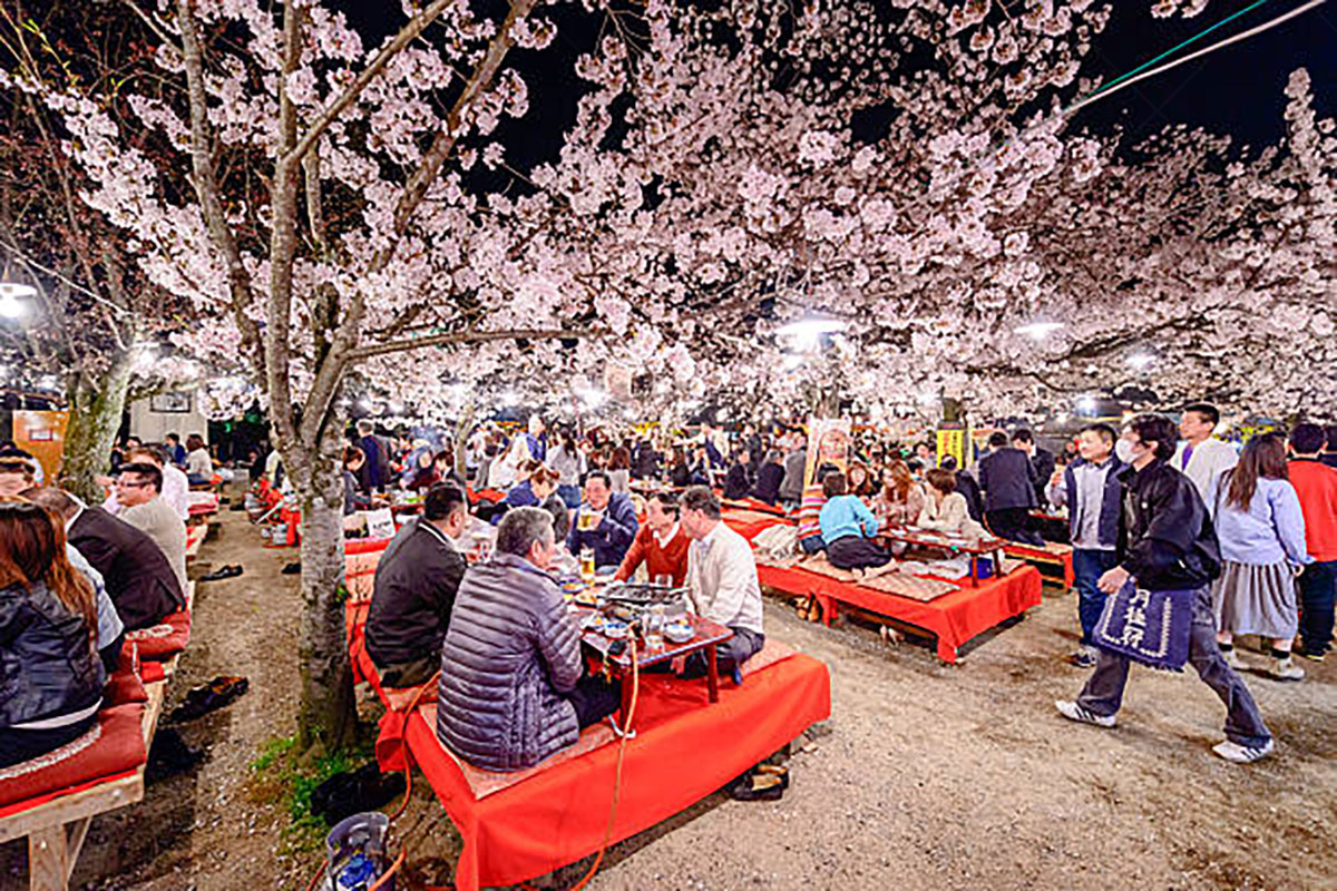 Cherry Blossom Festivals