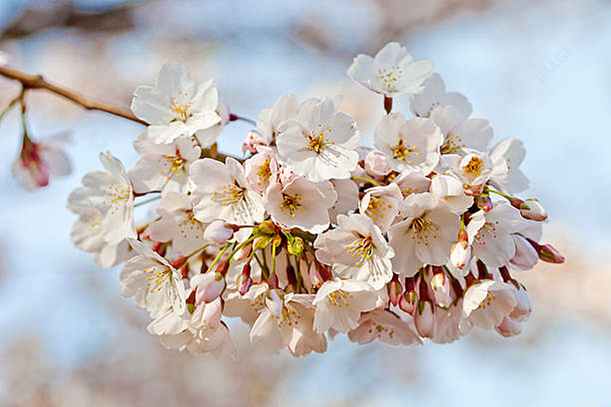 Cherry Blossoms Backgrounds tips