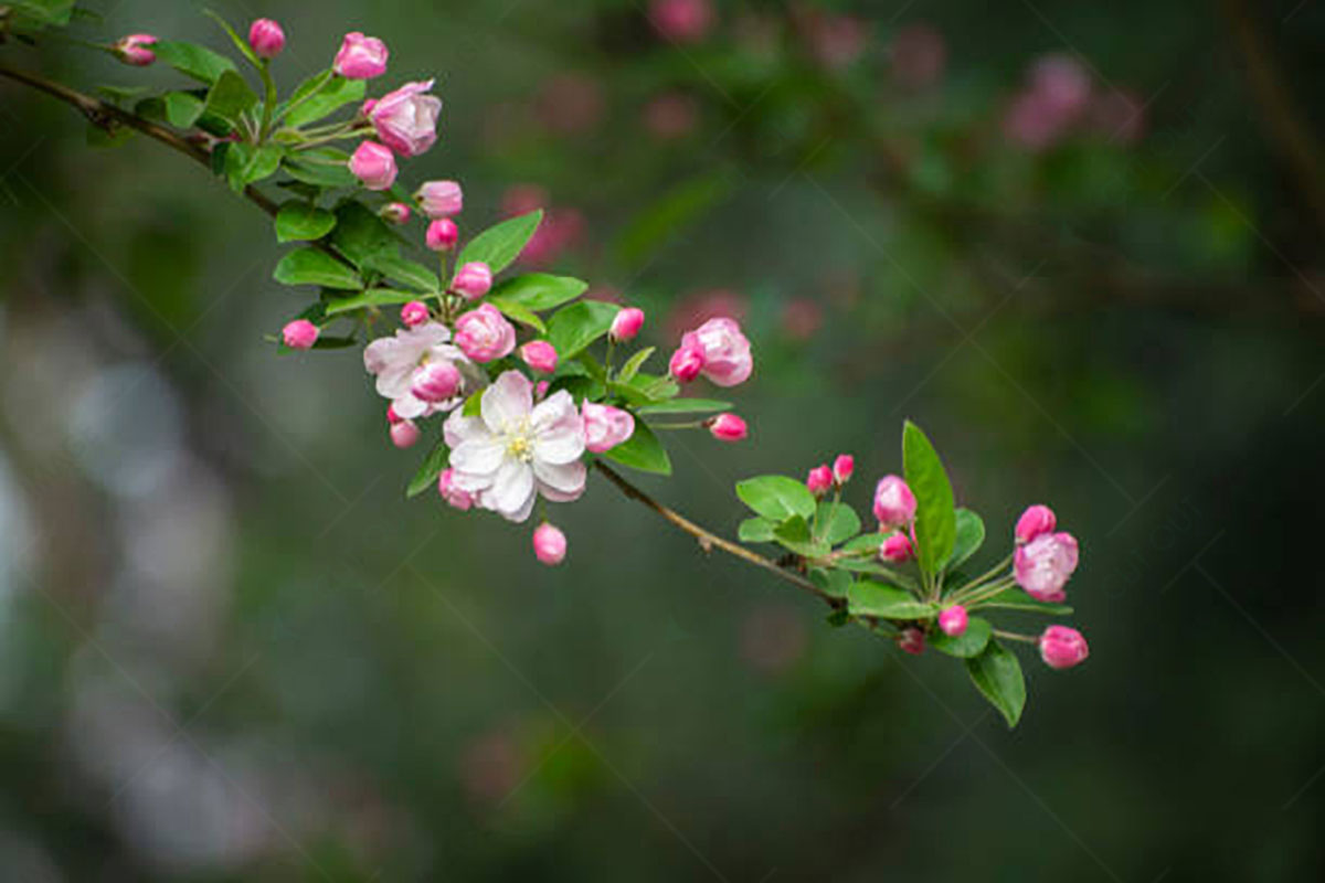 Cherry Blossoms as Leading Lines