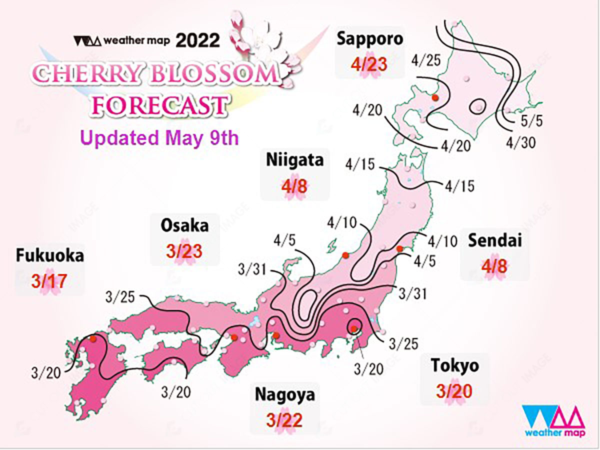 Tips for Capturing Cherry Blossoms Backgrounds