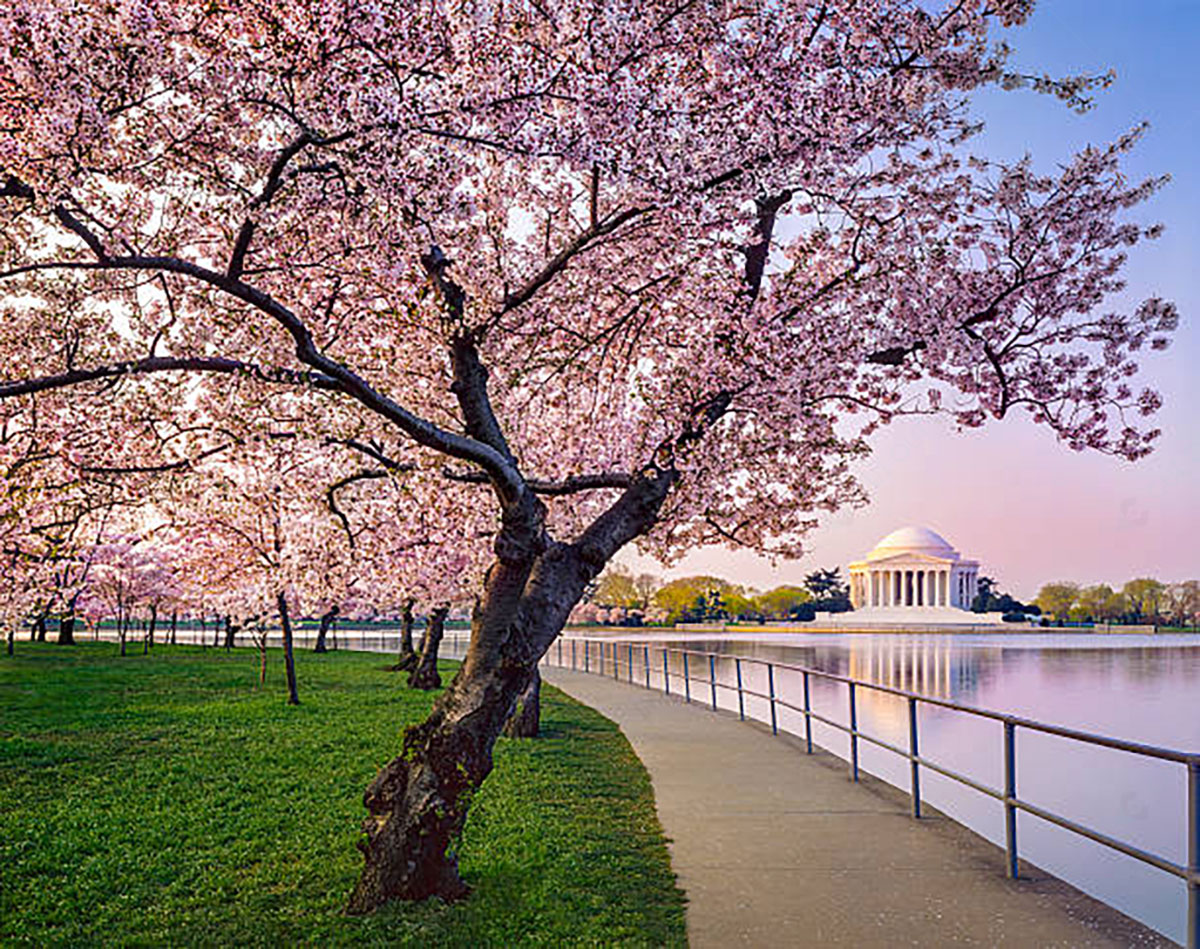 Famous Cherry Blossom Locations