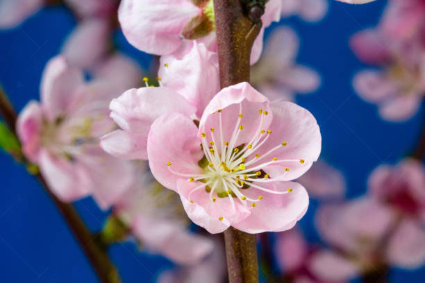 Cherry Blossoms Backgrounds Photography Ideas