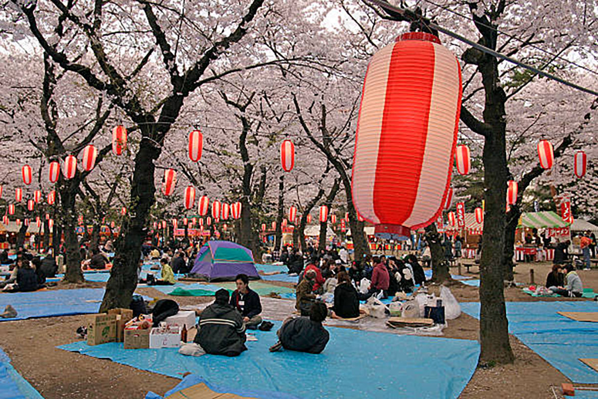 Cherry Blossom Festivals