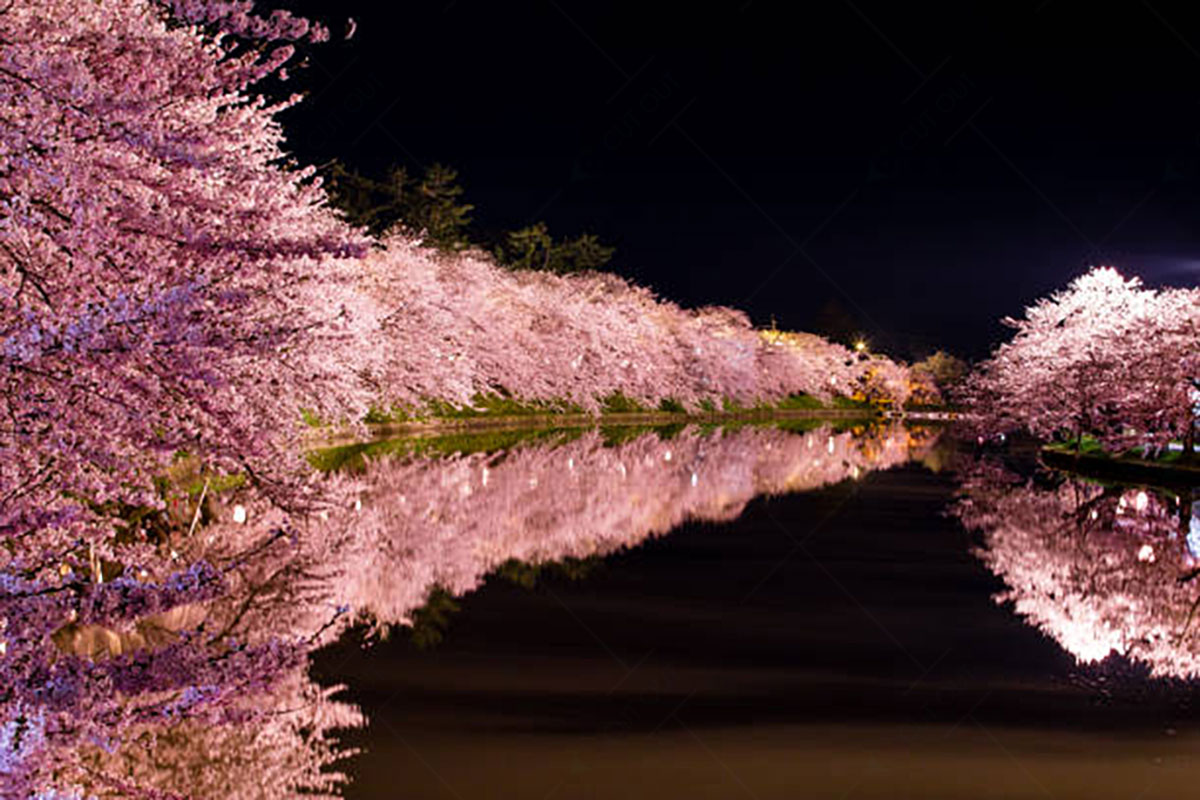 Cherry Blossoms in Water Reflections