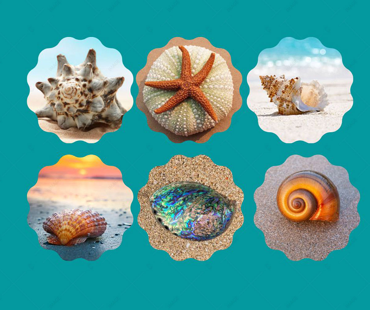 Capture Sea Shells