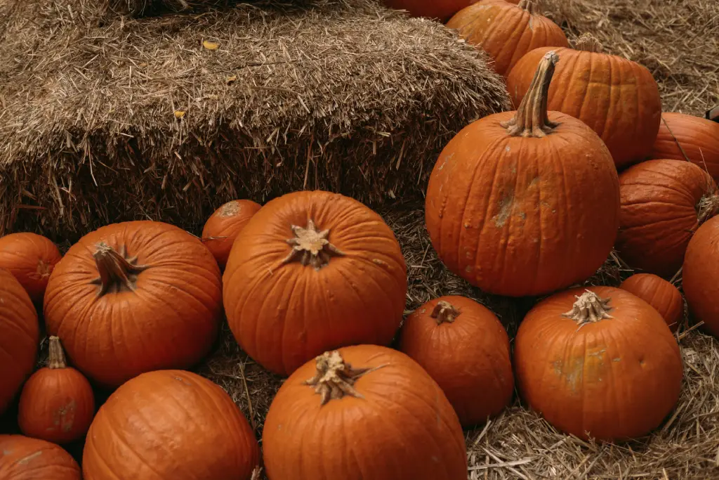 DIY Pumpkin For Pumpkin Head Photoshoot