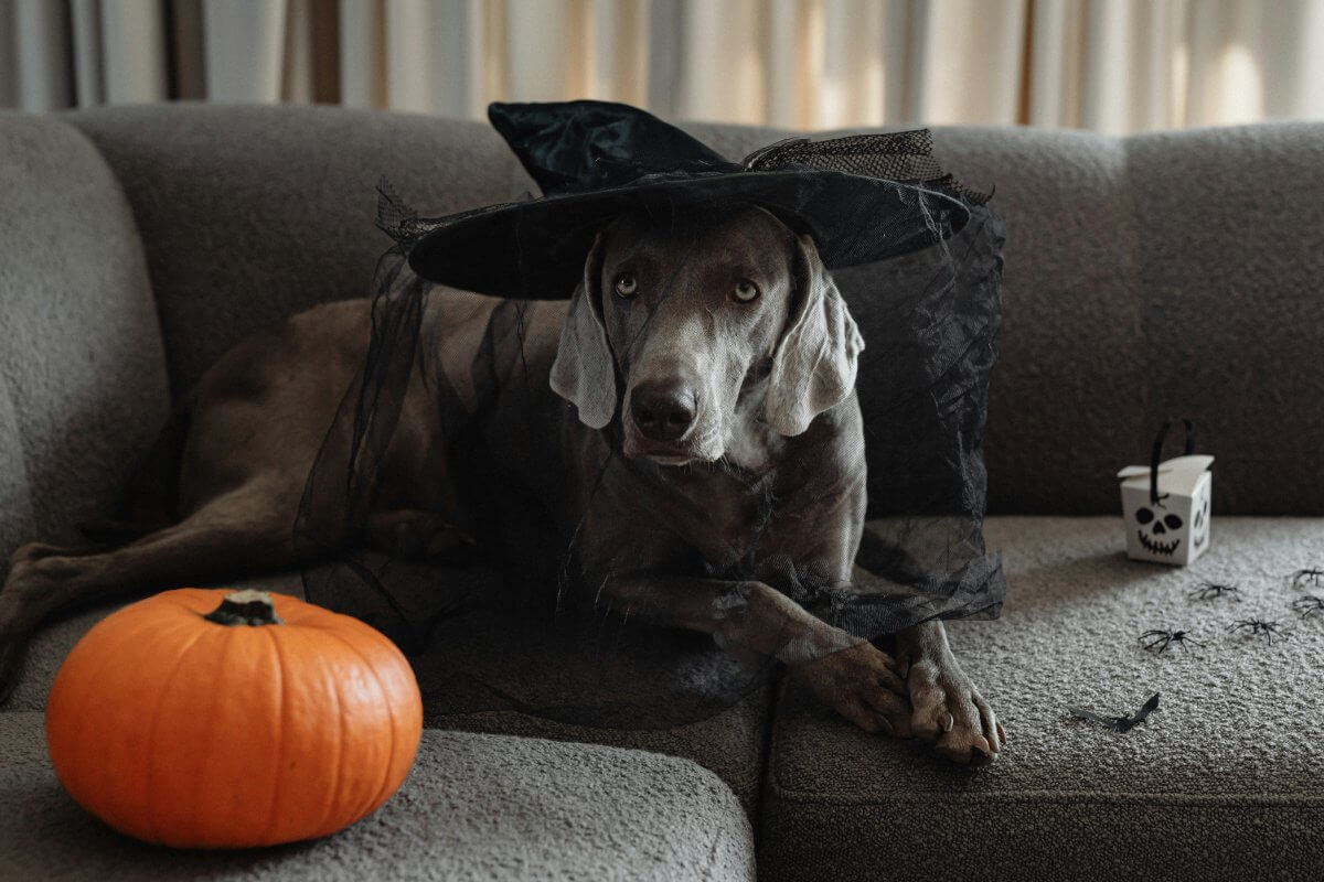 Best Practices for Halloween Photo Editing